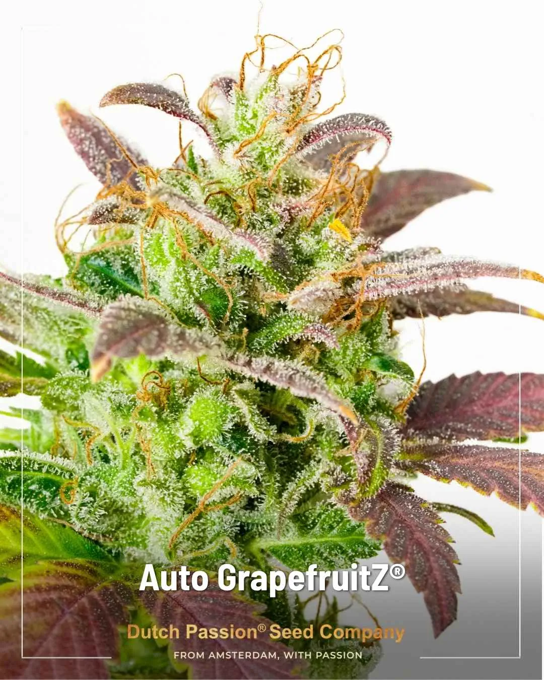 Auto GrapefruitZ by Dutch Passion